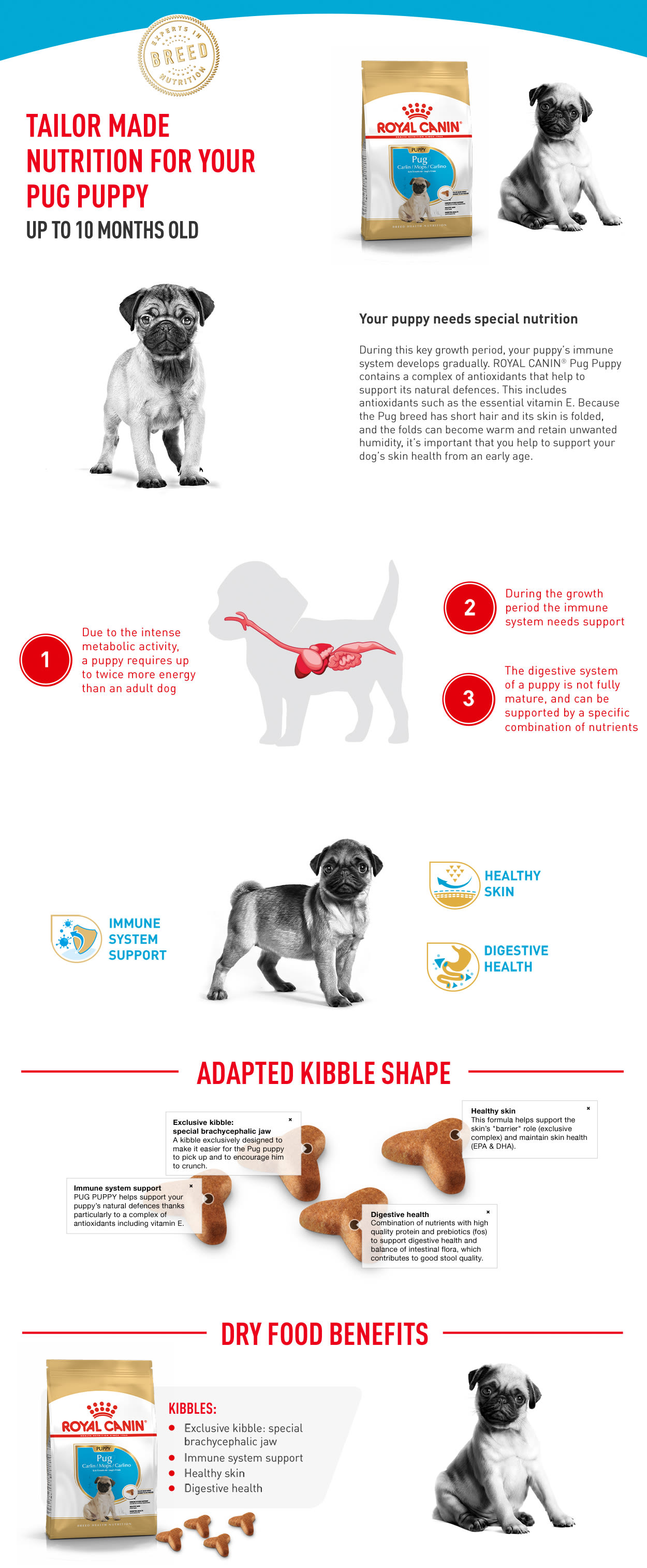 Pug puppy outlet food amount